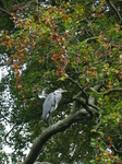 23594 Heron in tree.jpg